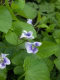 Viola sororia