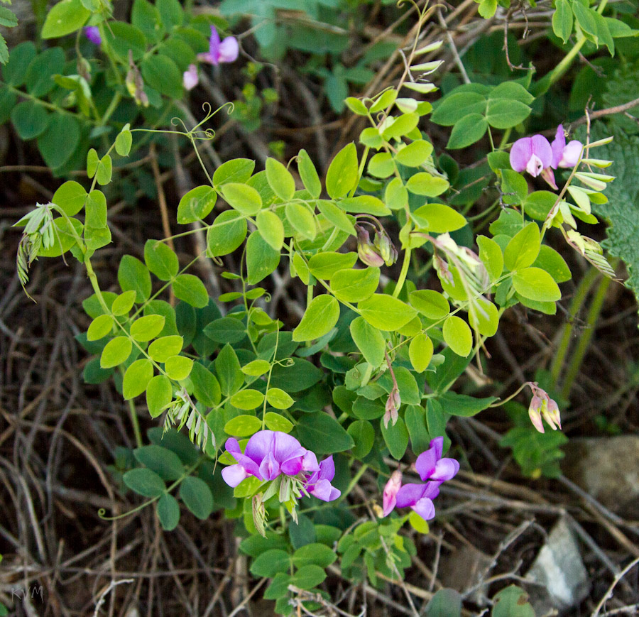 Image of Lathyrus humilis specimen.