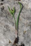 Gagea aipetriensis. Выкопанное цветущее растение. Крым, яйла близ вершины Ай-Петри, на склоне карстовой воронки. 7 мая 2012 г.