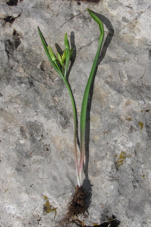 Image of Gagea aipetriensis specimen.
