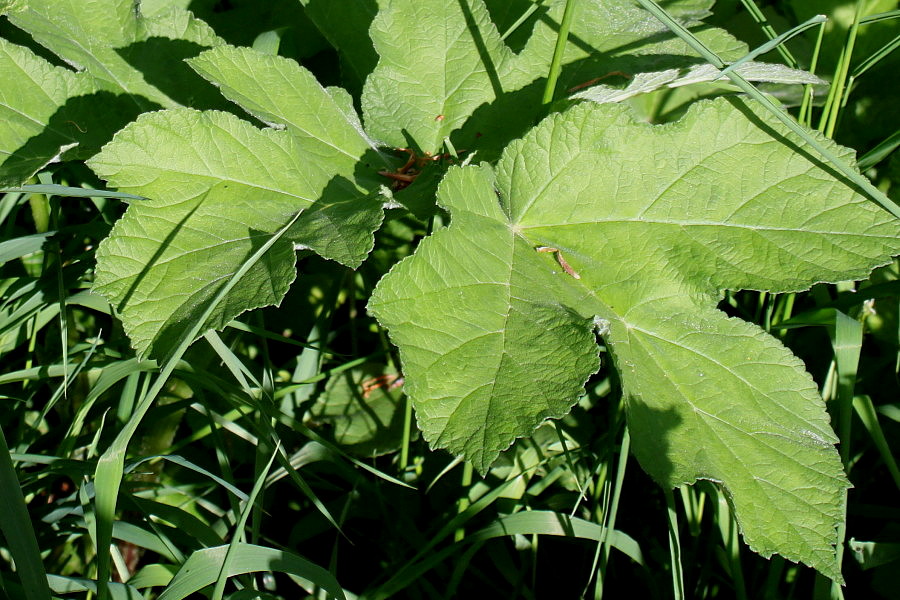 Image of Heracleum sphondylium specimen.