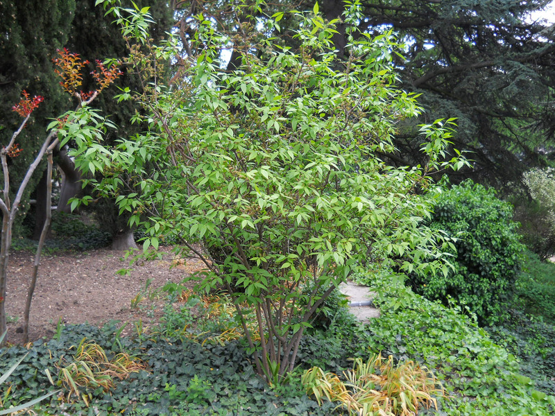 Image of Chimonanthus praecox specimen.