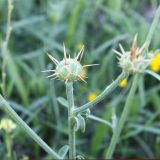 Centaurea salonitana