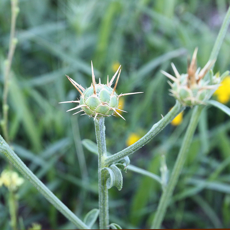 Image of Centaurea salonitana specimen.