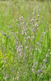 Nepeta nuda