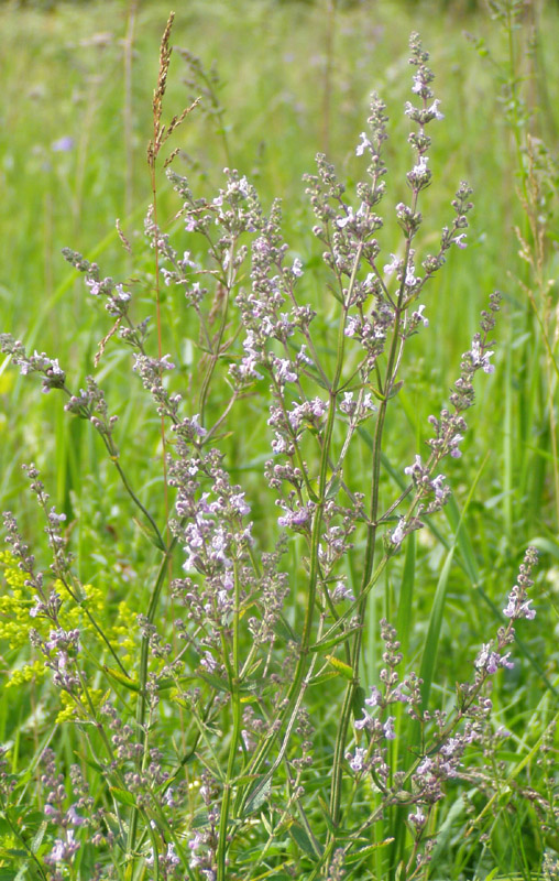 Image of Nepeta nuda specimen.