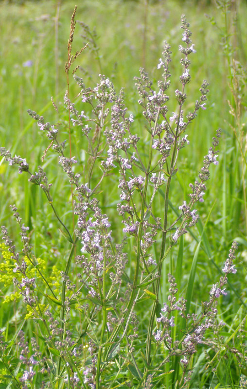 Изображение особи Nepeta nuda.