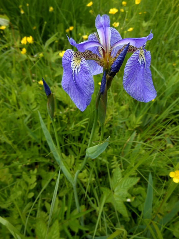 Image of Iris setosa specimen.