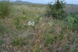 Ornithogalum ponticum. Цветущие растения. Крым, Керченский п-ов, Приазовье, Караларская степь. 08.06.2012.