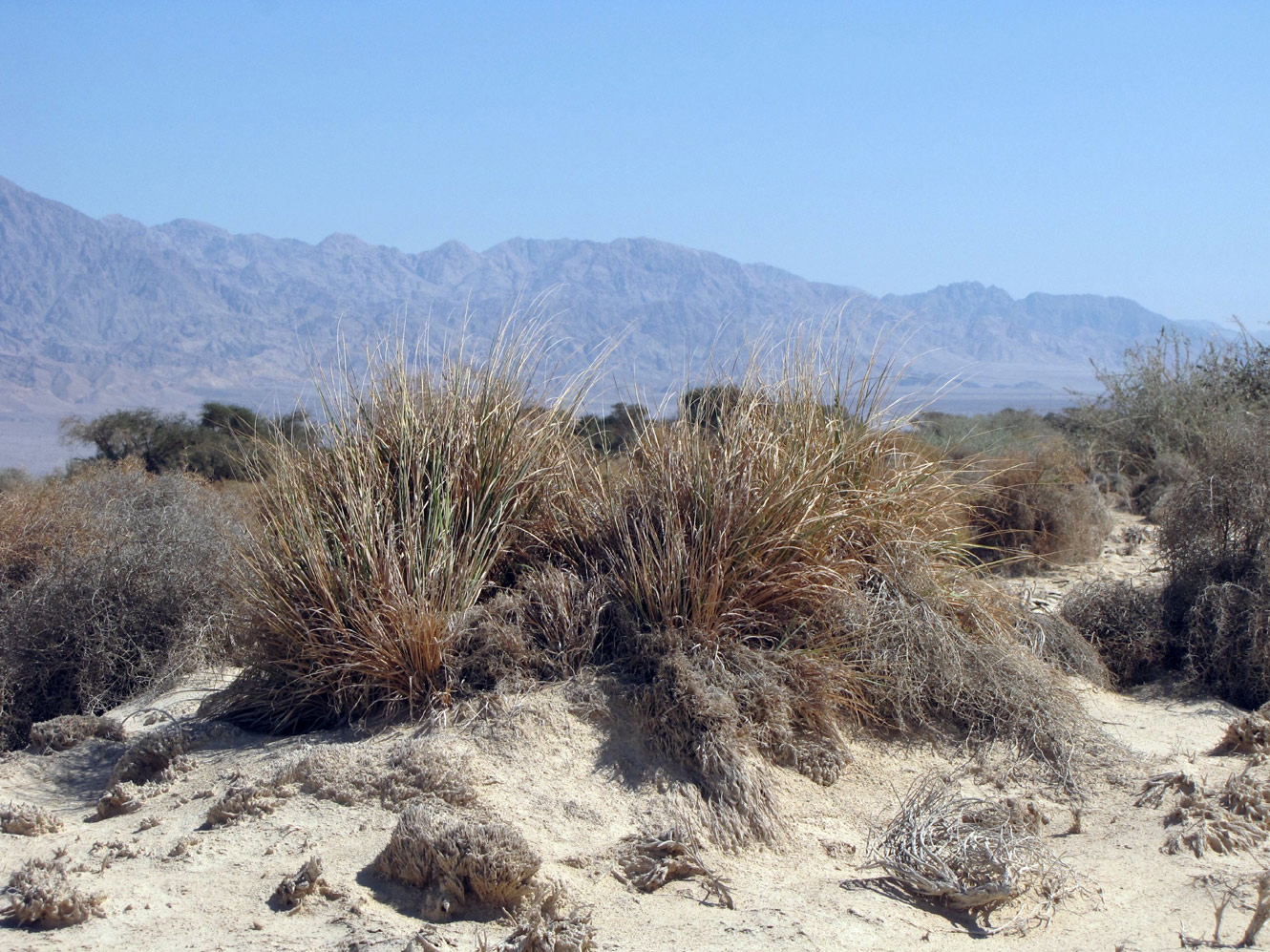 Image of Eragrostis bipinnata specimen.