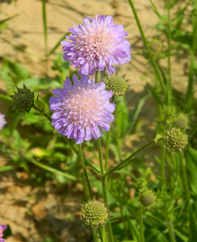 Image of Knautia arvensis specimen.
