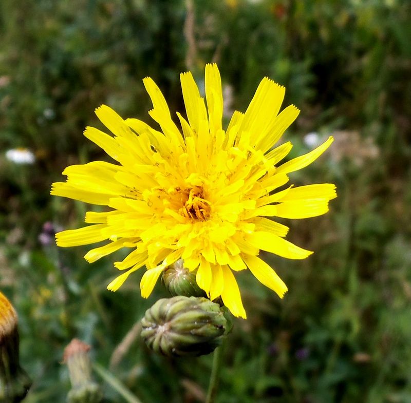 Изображение особи Sonchus arvensis ssp. uliginosus.