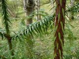 Cunninghamia lanceolata. Ветви и ствол молодого дерева. Сочи, дендрарий. 16.03.2009.