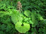 Petasites hybridus