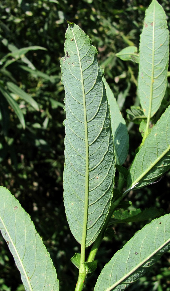 Image of Salix × tetrapla specimen.