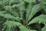 Matteuccia struthiopteris