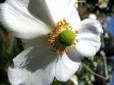 Anemone hupehensis