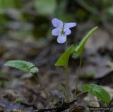 Viola selkirkii