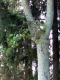 Platanus × acerifolia. Часть ствола. Испания, автономное сообщество Андалусия, провинция Гранада, комарка Вега-де-Гранада, г. Гранада, Альгамбра. 13.07.2012.
