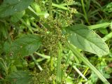 Lipandra polysperma. Часть соцветия. Курская обл., Железногорский р-н, с. Карманово, ур. Кармановская дача, берег р. Мицень. 14 августа 2007 г.