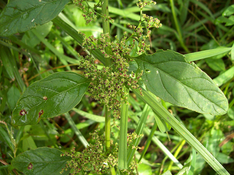 Image of Lipandra polysperma specimen.