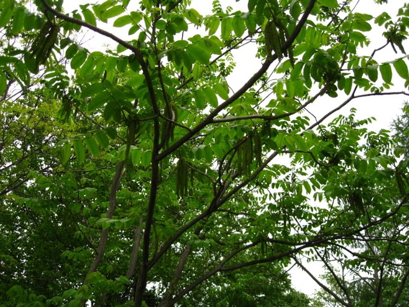 Image of Juglans ailanthifolia specimen.