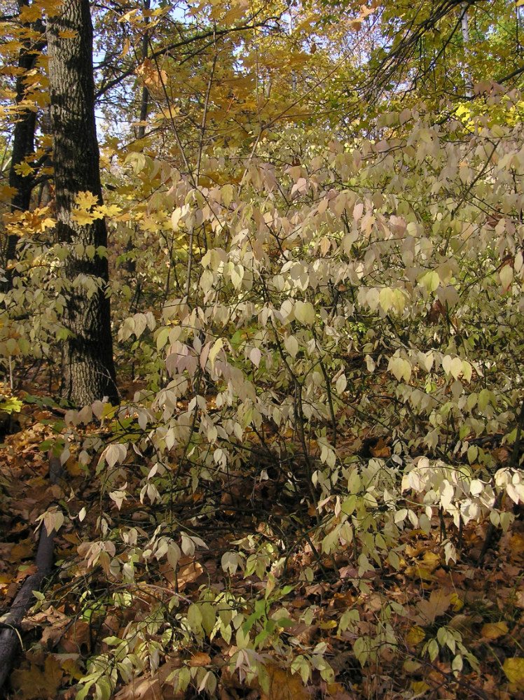 Изображение особи Euonymus verrucosus.