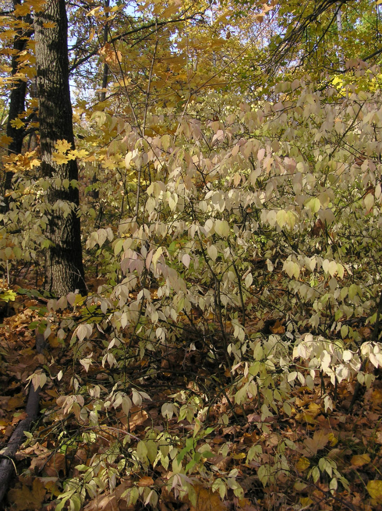 Изображение особи Euonymus verrucosus.