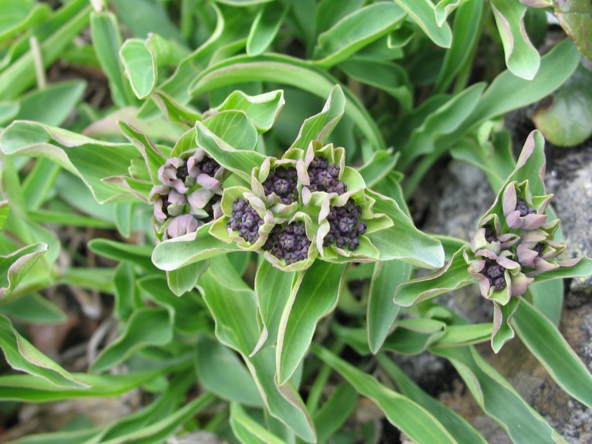 Image of Bupleurum triradiatum specimen.