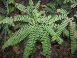 Adiantum pedatum