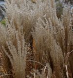 Miscanthus sinensis. Соплодия. Германия, г. Кемпен, в парке. 16.11.2012.