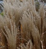 Miscanthus sinensis