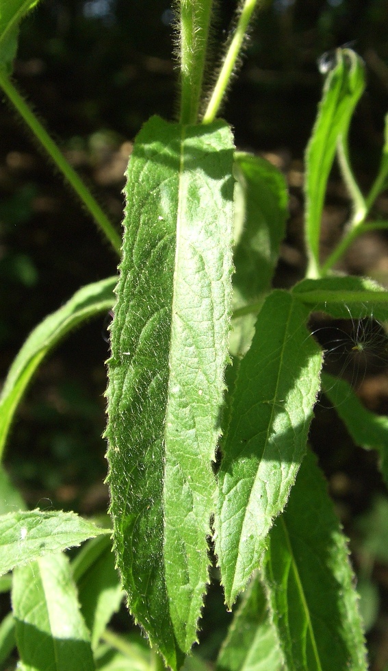 Image of Epilobium hirsutum specimen.