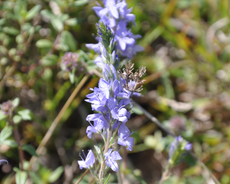 Image of Veronica jacquinii specimen.