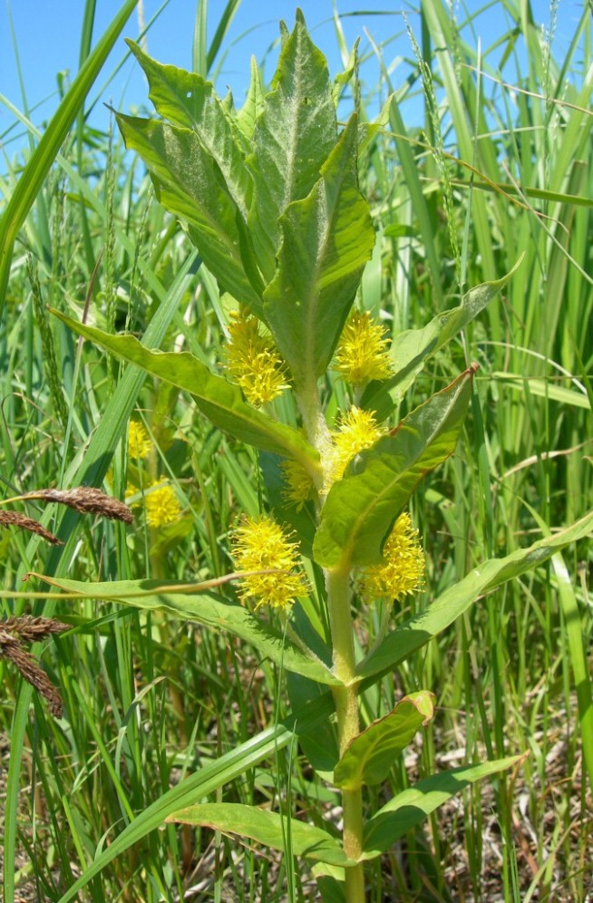 Изображение особи Naumburgia thyrsiflora.