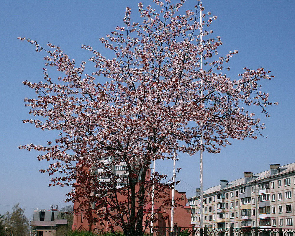 Изображение особи Cerasus sachalinensis.