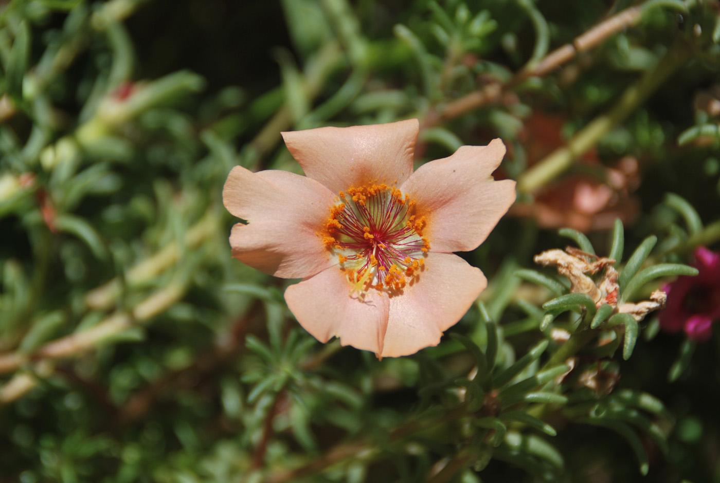 Изображение особи Portulaca grandiflora.