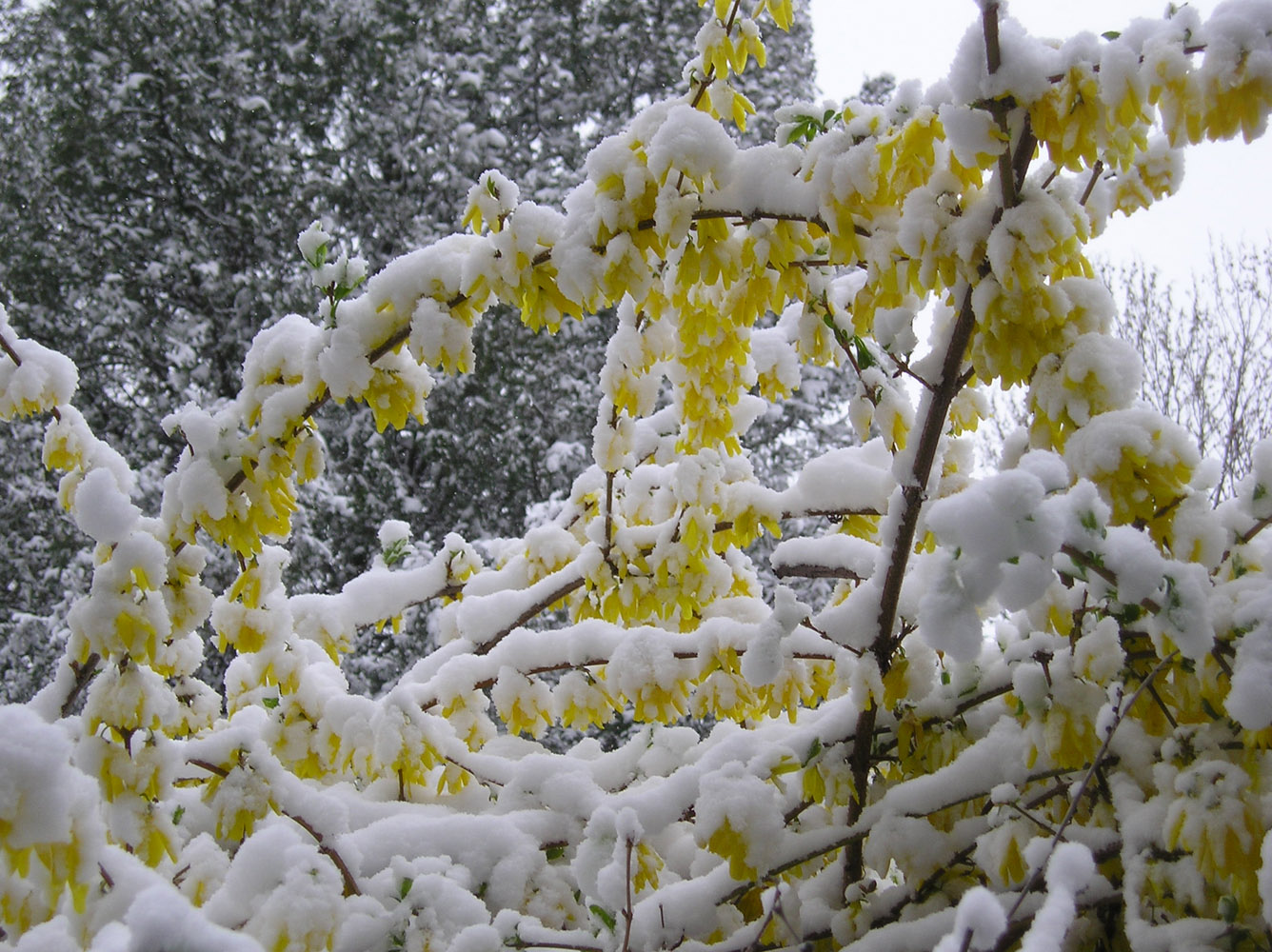 Изображение особи род Forsythia.