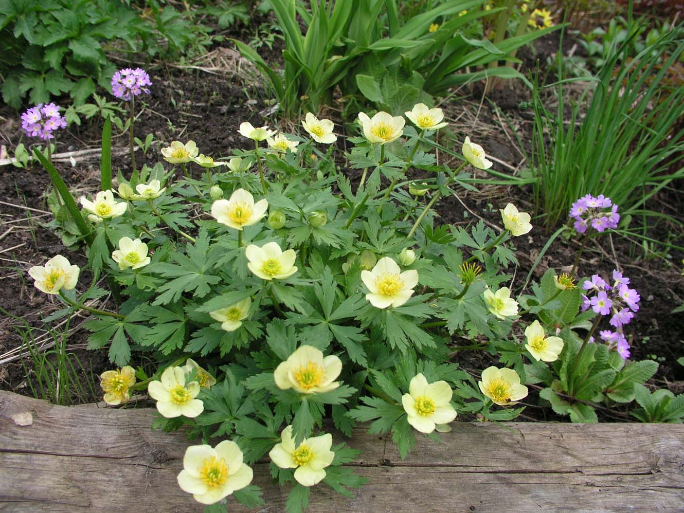 Image of Trollius laxus specimen.