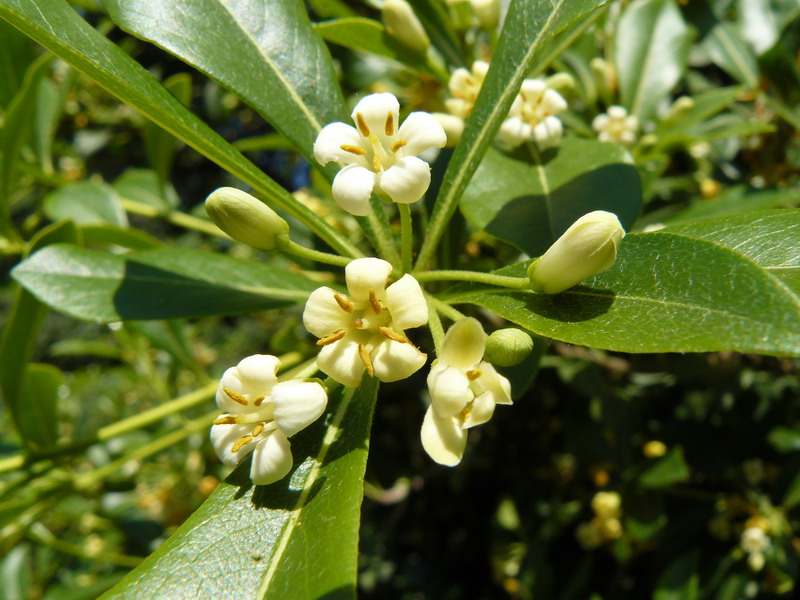 Image of Pittosporum heterophyllum specimen.