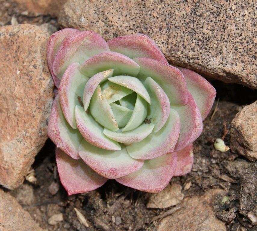 Image of Orostachys malacophylla specimen.