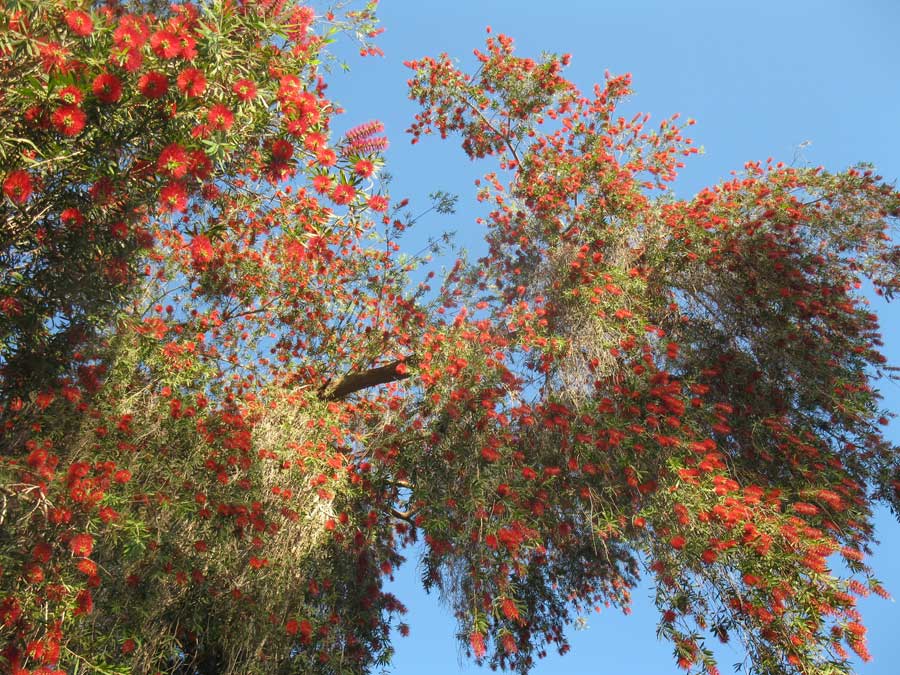 Image of Callistemon citrinus specimen.