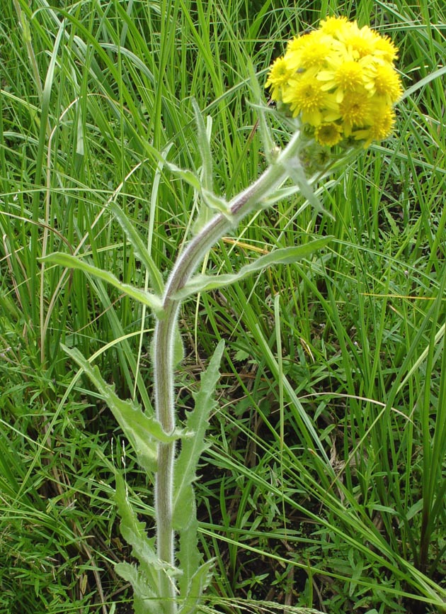 Image of Tephroseris palustris specimen.