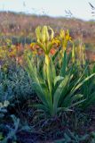 Смотреть изображение Iris pumila