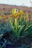 Iris pumila