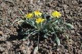 Scorzonera circumflexa. Цветущее растение. Казахстан, хр. Шолак, северней вдхр. Капчагай. 26.04.2013.