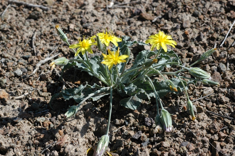 Image of Scorzonera circumflexa specimen.