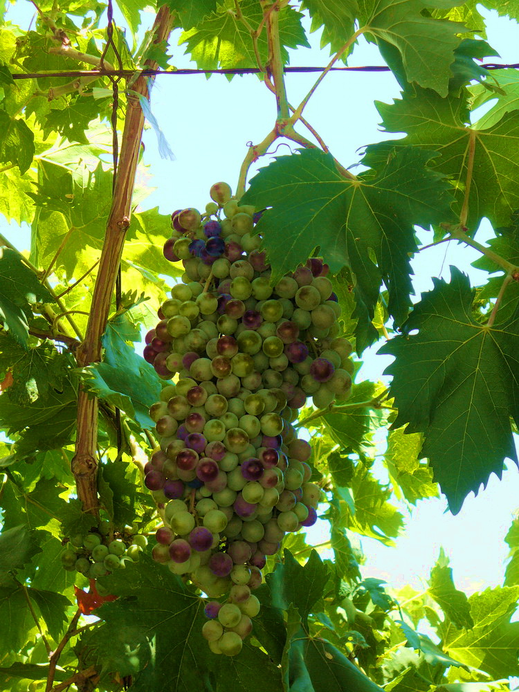 Image of Vitis vinifera specimen.