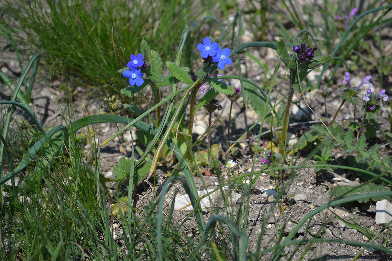 Image of Anchusa azurea specimen.
