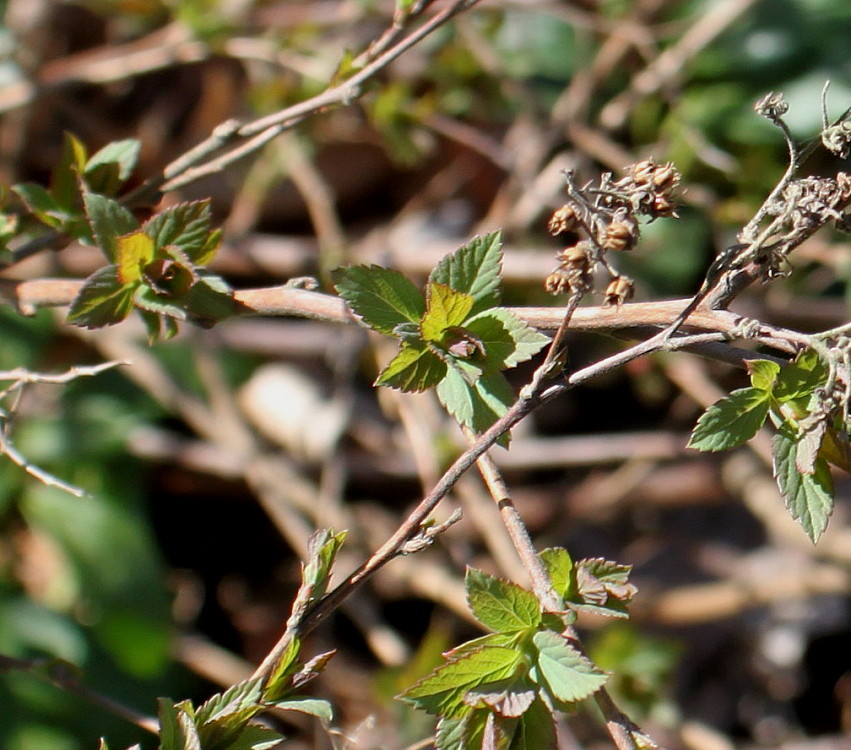 Изображение особи Spiraea decumbens.